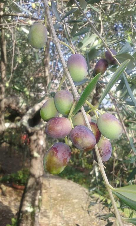 La Fattoria Di Nonna Eugenia Lerici